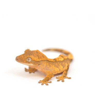 Crested 2025 gecko reptile